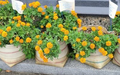 認知症啓発のシンボルカラーである「オレンジ色」の花が咲きました！ 「～エコでつながるまちづくり～ごみ減量×福祉×地域緑化をつなげるプロジェクト」